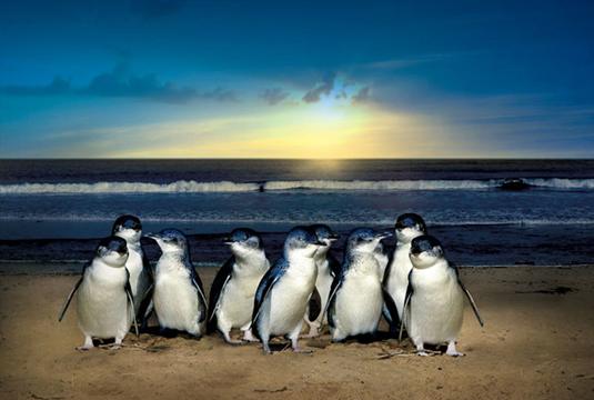 Phillip Island Penguin Tour